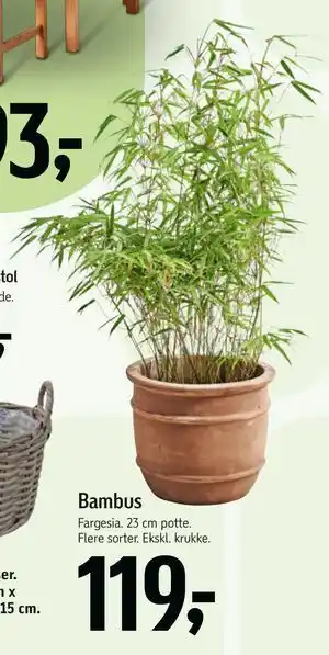 Bambus
