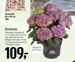 Føtex Hortensia tilbud