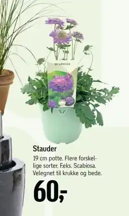 Føtex Stauder tilbud