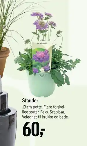 Stauder