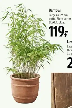 Føtex Bambus tilbud