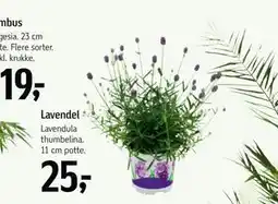 Føtex Lavendel tilbud