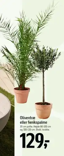 Føtex Oliventræ eller fønikspalme tilbud