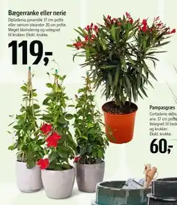 Føtex Bægerranke eller nerie tilbud