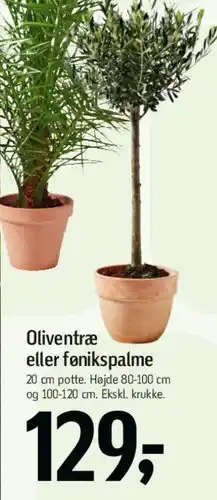 Føtex Oliventræ eller fénikspalme tilbud