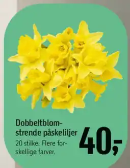 Føtex Dobbeltblomstrende påskeliljer tilbud