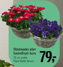 Føtex Stedmoder eller tusindfryd i kurv tilbud