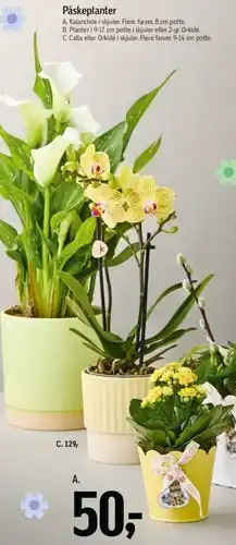 Føtex Påskeplanter (A) tilbud