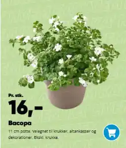 Bilka Bacopa tilbud