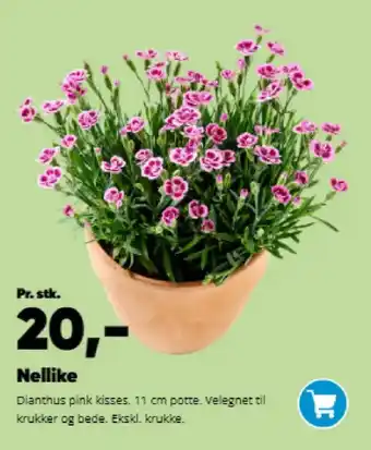 Bilka Nellike tilbud