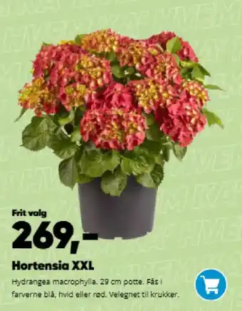 Hortensia xxl