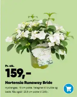 Bilka Hortensia runaway bride tilbud