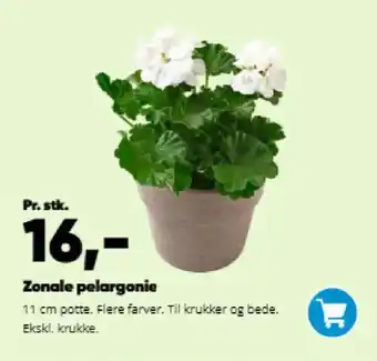 Bilka Zonale pelargonie tilbud