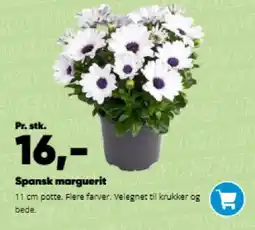 Bilka Spansk marguerit tilbud