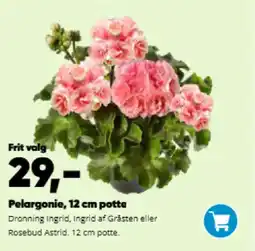 Bilka Pelargonie, 12 cm potte tilbud