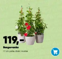 Bilka Bægerranke tilbud