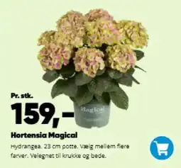 Bilka Hortensia magical tilbud