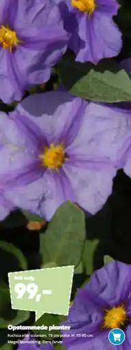 Bilka Opstammede planter tilbud