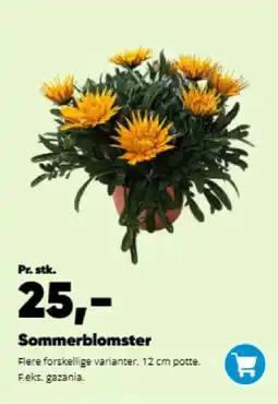 Bilka Sommerblomster tilbud