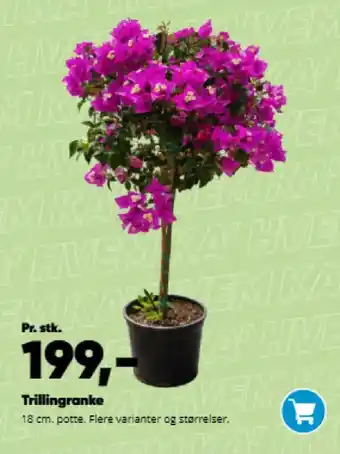 Bilka Trillingranke tilbud