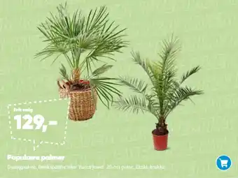 Bilka Populære palmer tilbud
