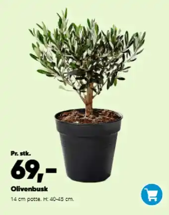 Bilka Olivenbusk tilbud