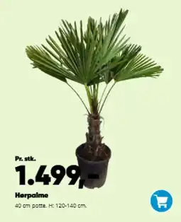 Bilka Hørpalme tilbud