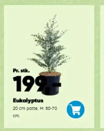 Bilka Eukalyptus tilbud