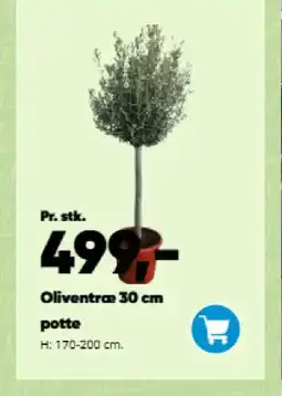 Bilka Oliventræ potte tilbud