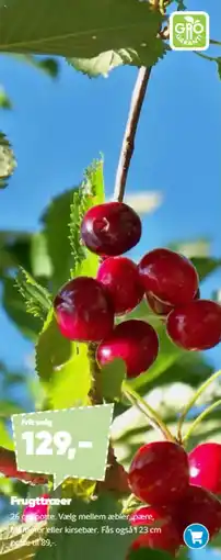 Bilka Frugttræer tilbud