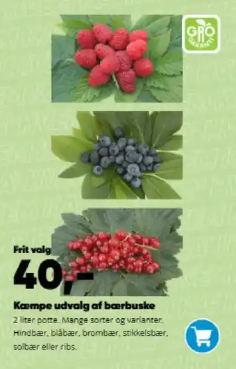 Bilka Kæmpe udvalg af bærbuske tilbud