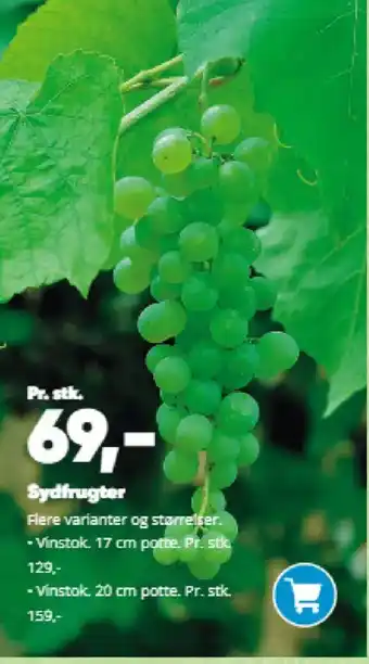 Bilka Sydfrugter tilbud