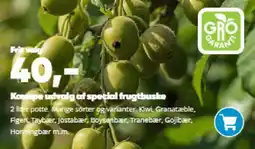 Bilka Kæmpe udvalg af special frugtbuske tilbud
