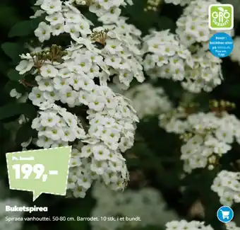 Bilka Buketspirea tilbud