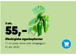 Bilka Økologiske agurkeplanter tilbud