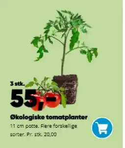 Bilka Økologiske tomatplanter tilbud