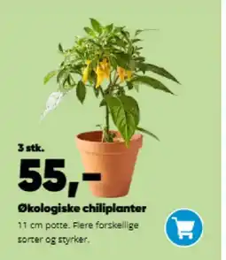 Bilka Økologiske chiliplanter tilbud