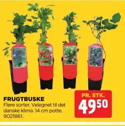 jem & fix Frugtbuske tilbud
