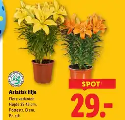 Lidl Asiatisk lilje tilbud