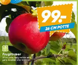 Bilka Frugttræer tilbud