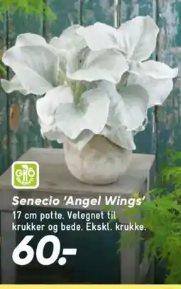 Bilka Senecio 'Angel Wings' tilbud
