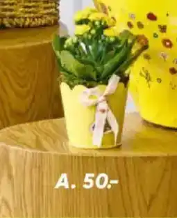 Bilka Kalanchoe i skjuler tilbud