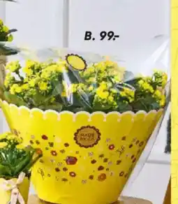 Bilka Kalanchoe i 23 cm potte pakket i cellofan eller planter i 17 potte i skjuler tilbud