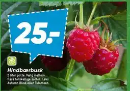 Bilka Hindbær busk tilbud