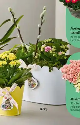 Føtex Orkidé tilbud