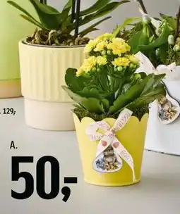 Føtex Kalanchoe i skjuler tilbud