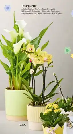 Føtex Calla eller Orkidé i skjuler tilbud
