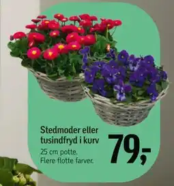 Føtex Stedmoder eller tusindfryd i kurv tilbud
