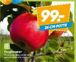 Bilka Frugttræer (26 cm potte) tilbud