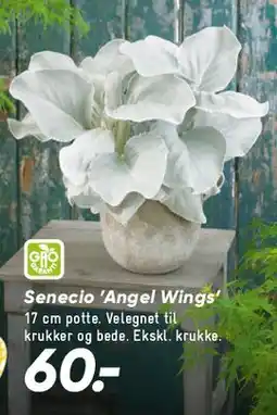 Bilka Senecio 'Angel Wings' tilbud